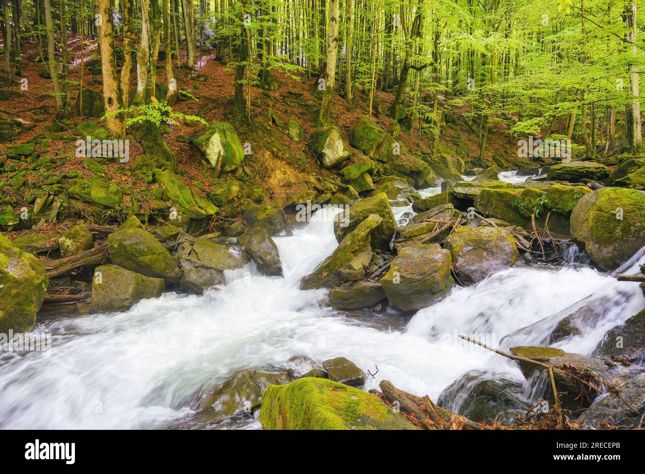 stream in the among trees. spring countryside scenery in beech forest. beauty in nature Stock Photo