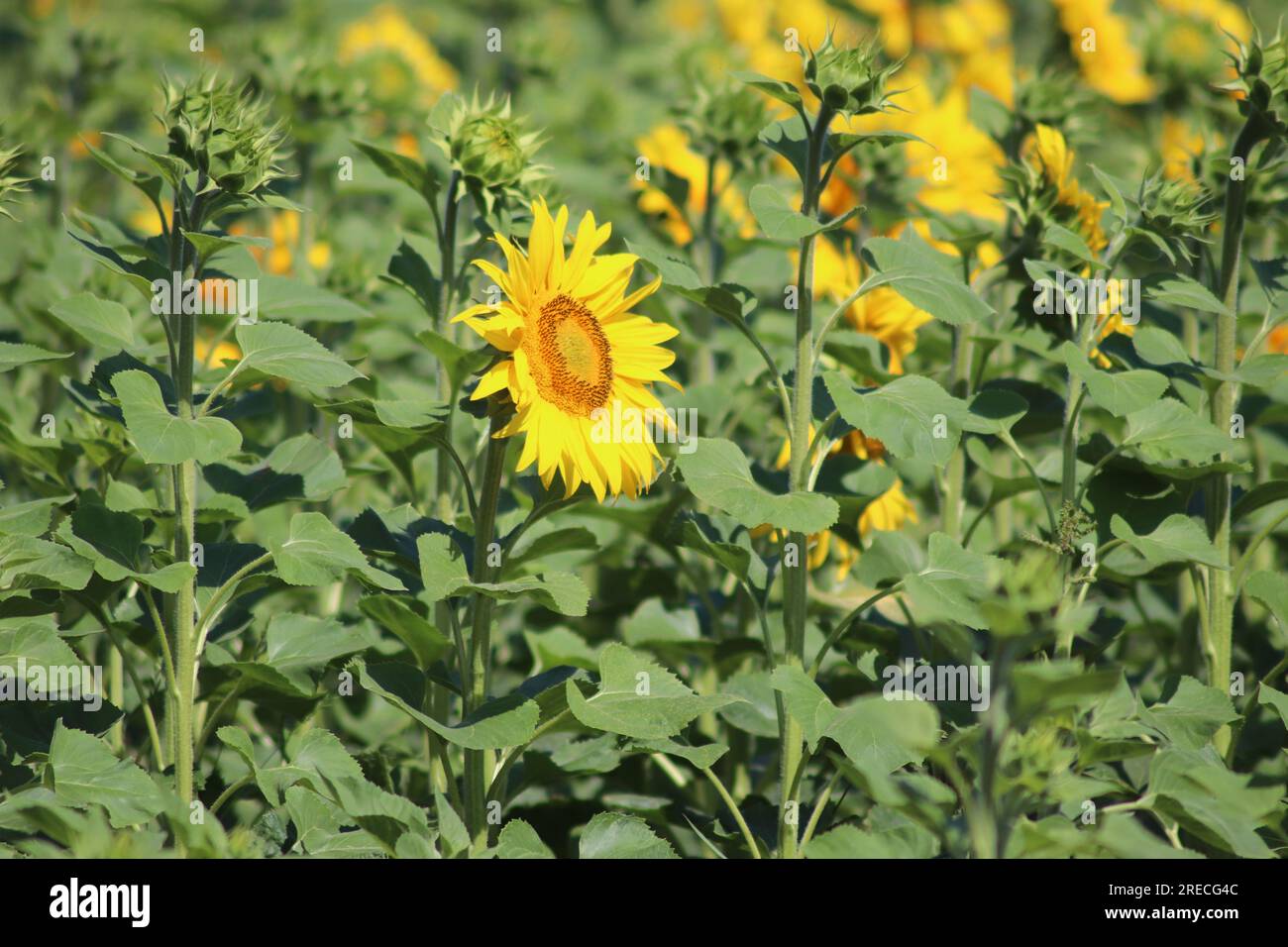 Beautiful field of sunflowers in natural coloring Stock Photo - Alamy