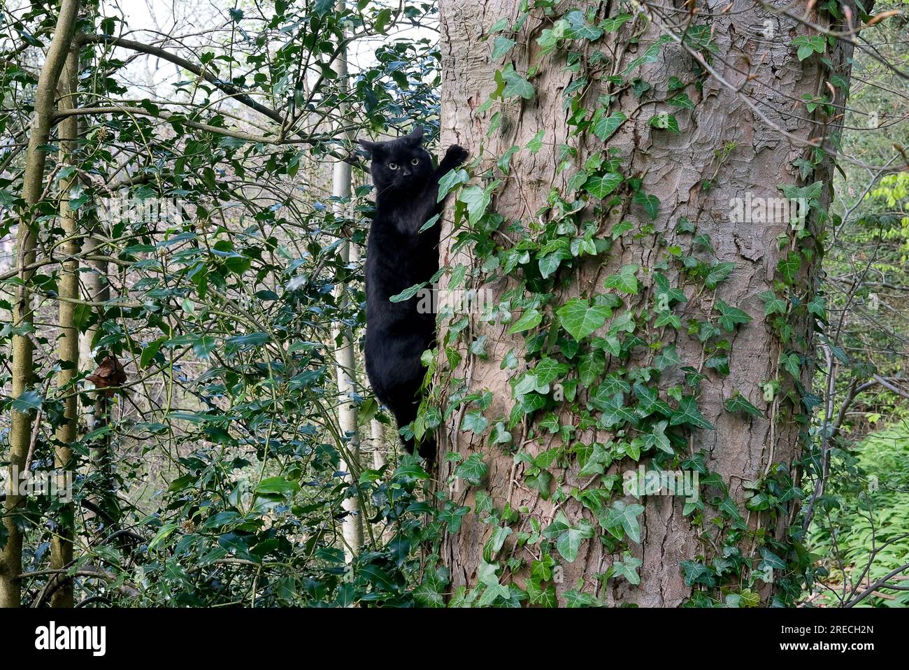 Black cat climbing a woodland tree to escape predator Stock Photo Alamy