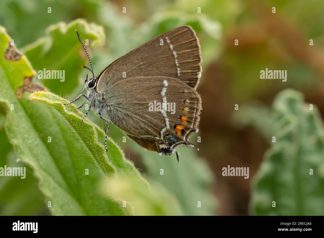 Blue-spot Hairstreak butterfly, Satyrium spini perched on a leaf Stock Photo