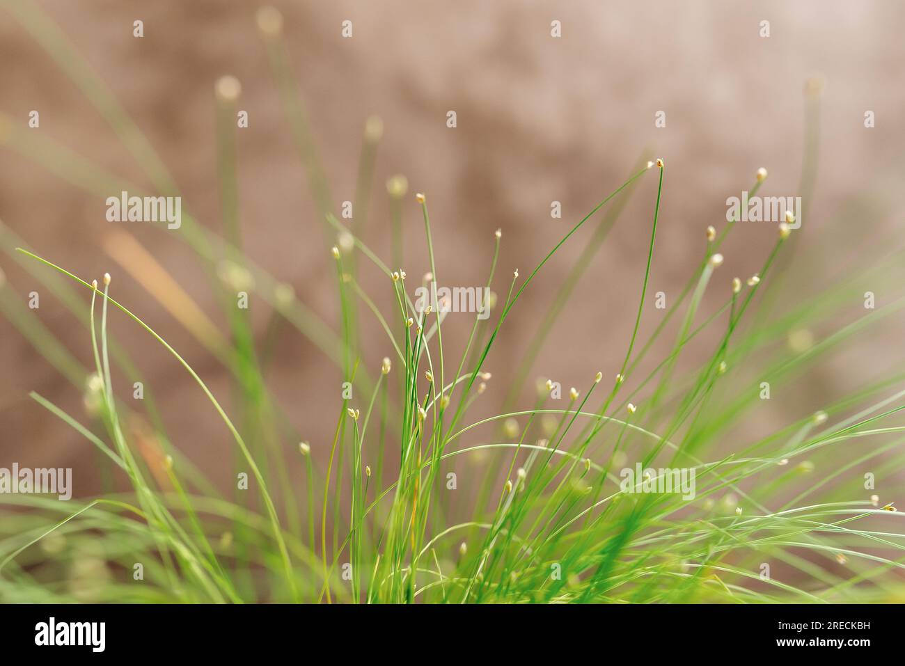 Isolepis cernua, Scirpus cernuus. Bright fresh green grass under morning sun. Copy space for your design. Stock Photo