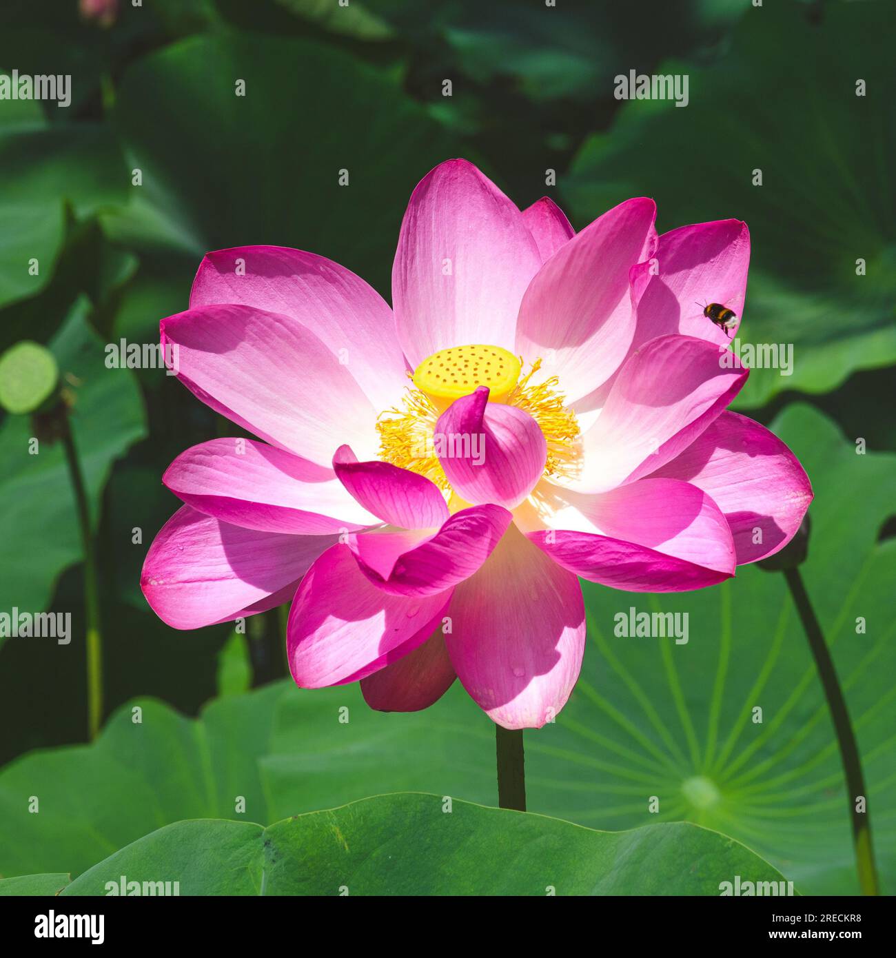 Indian lotus (Nelumbo nucifera) blooming in the Botanical Garden of the University of Szeged, Hungary Stock Photo