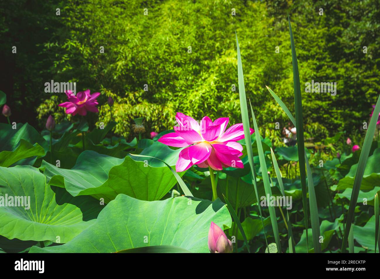 Indian lotus (Nelumbo nucifera) blooming in the Botanical Garden of the University of Szeged, Hungary Stock Photo
