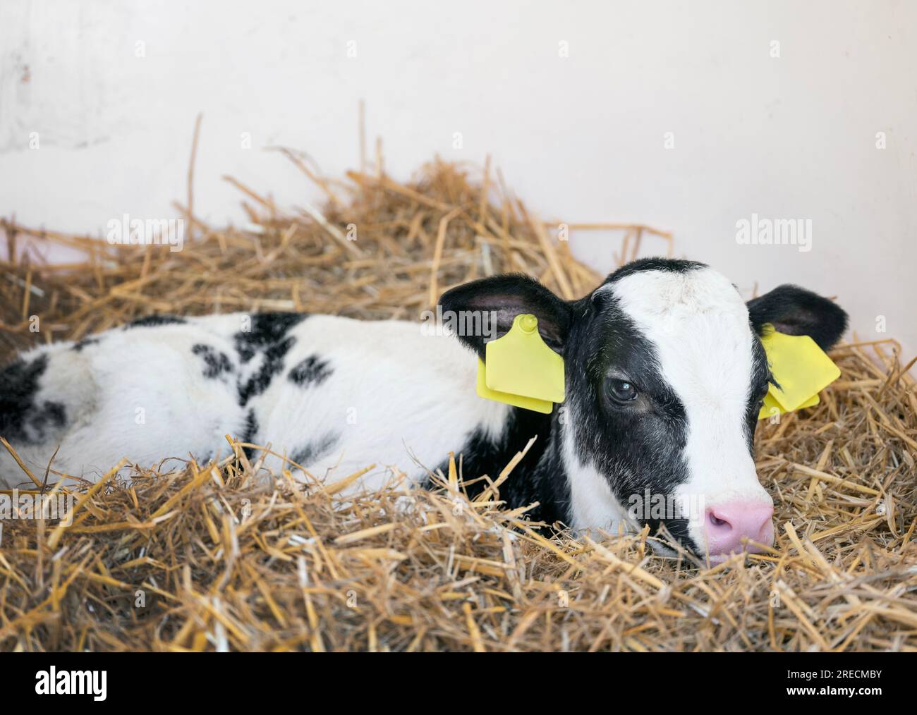 black and white spotted calf in straw Stock Photo - Alamy