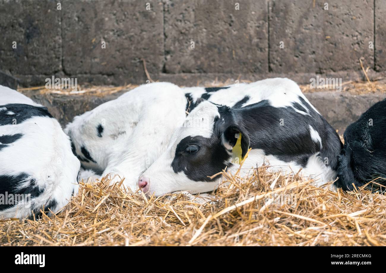 black and white spotted calf in straw Stock Photo - Alamy