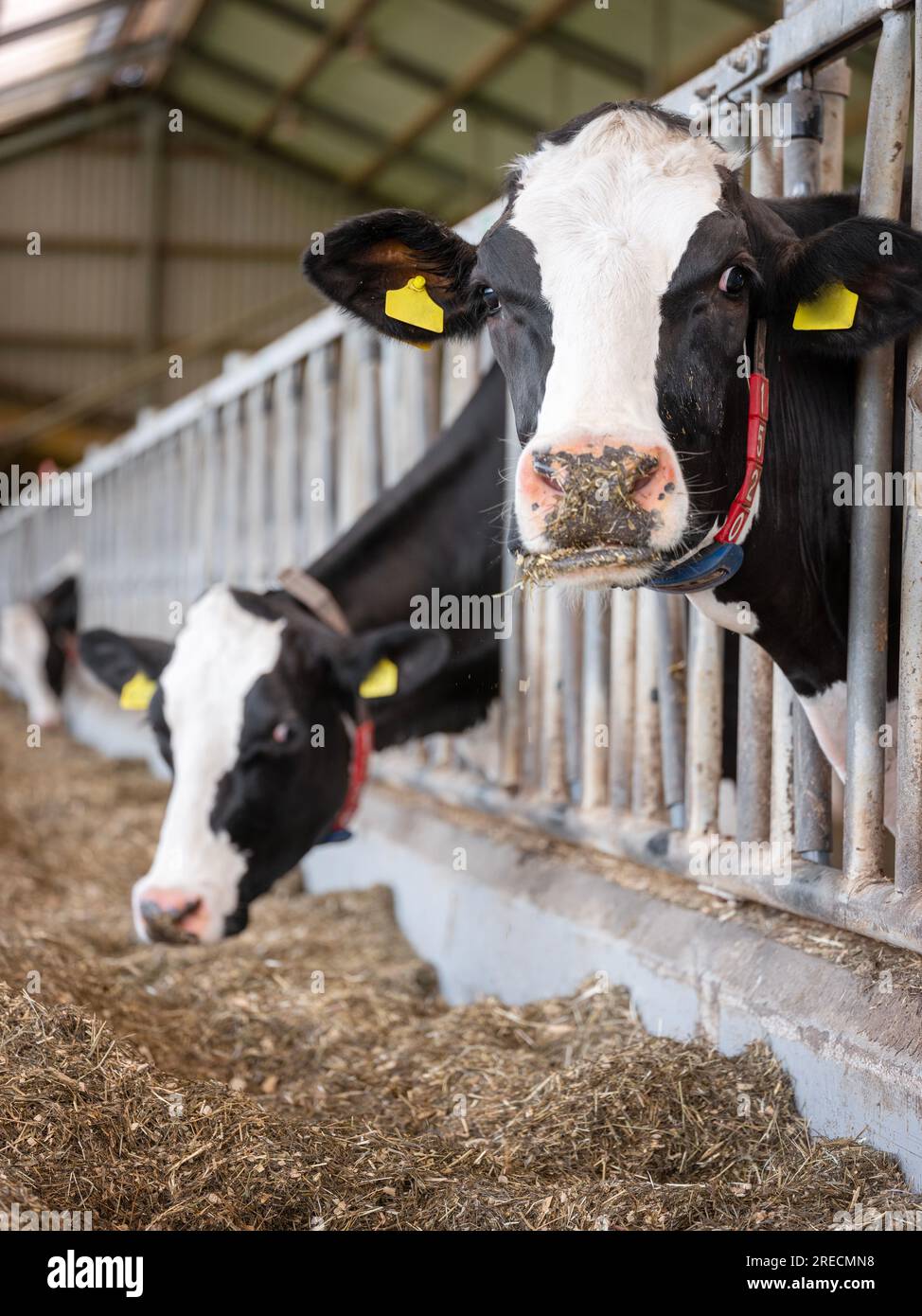 black and white cows feed inside barn on dutch farm in holland Stock ...