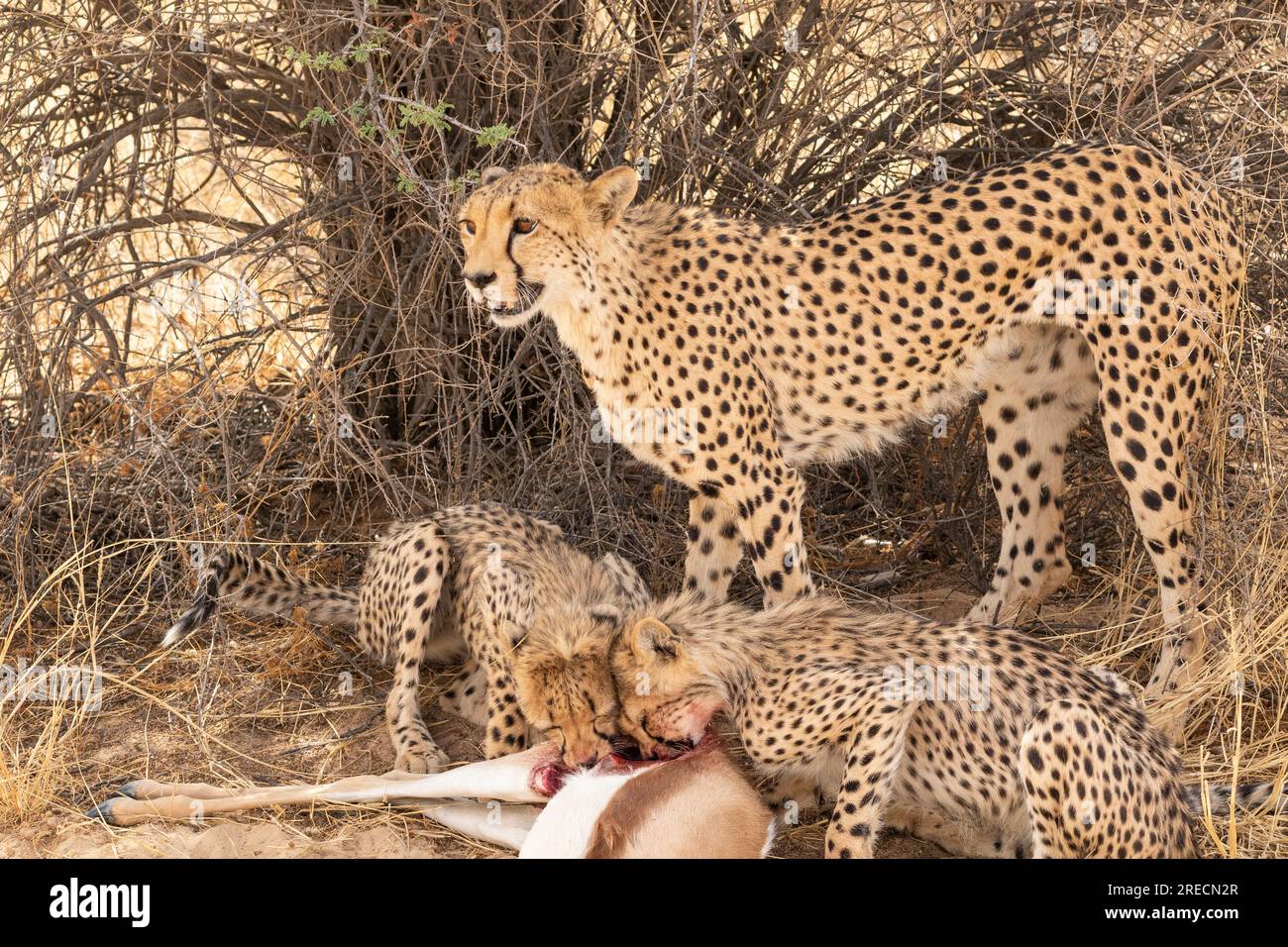 A mother cheetah watches whilst her cubs feed off a springbok she has ...
