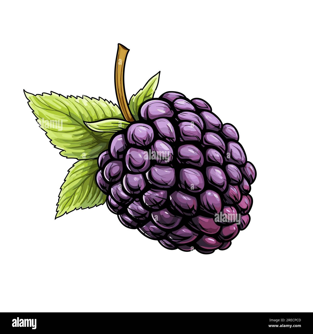 Blackberry handdrawn comic illustration. Blackberry. Vector doodle