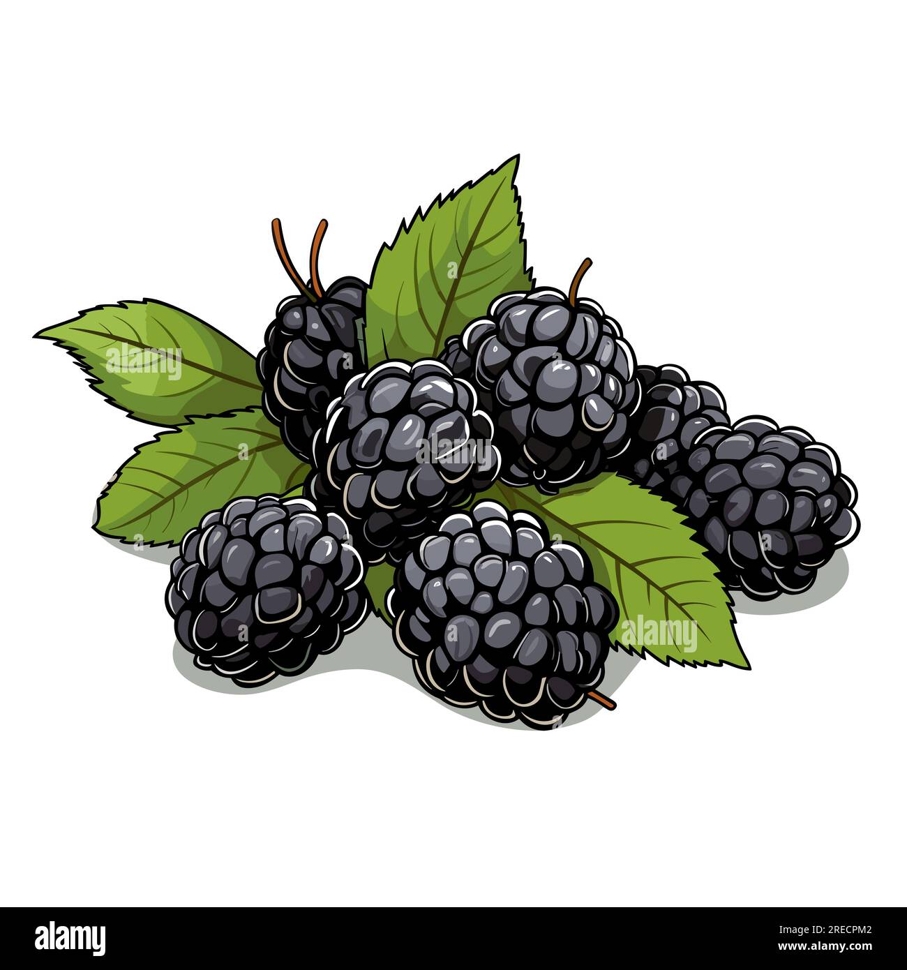 Blackberry handdrawn comic illustration. Blackberry. Vector doodle