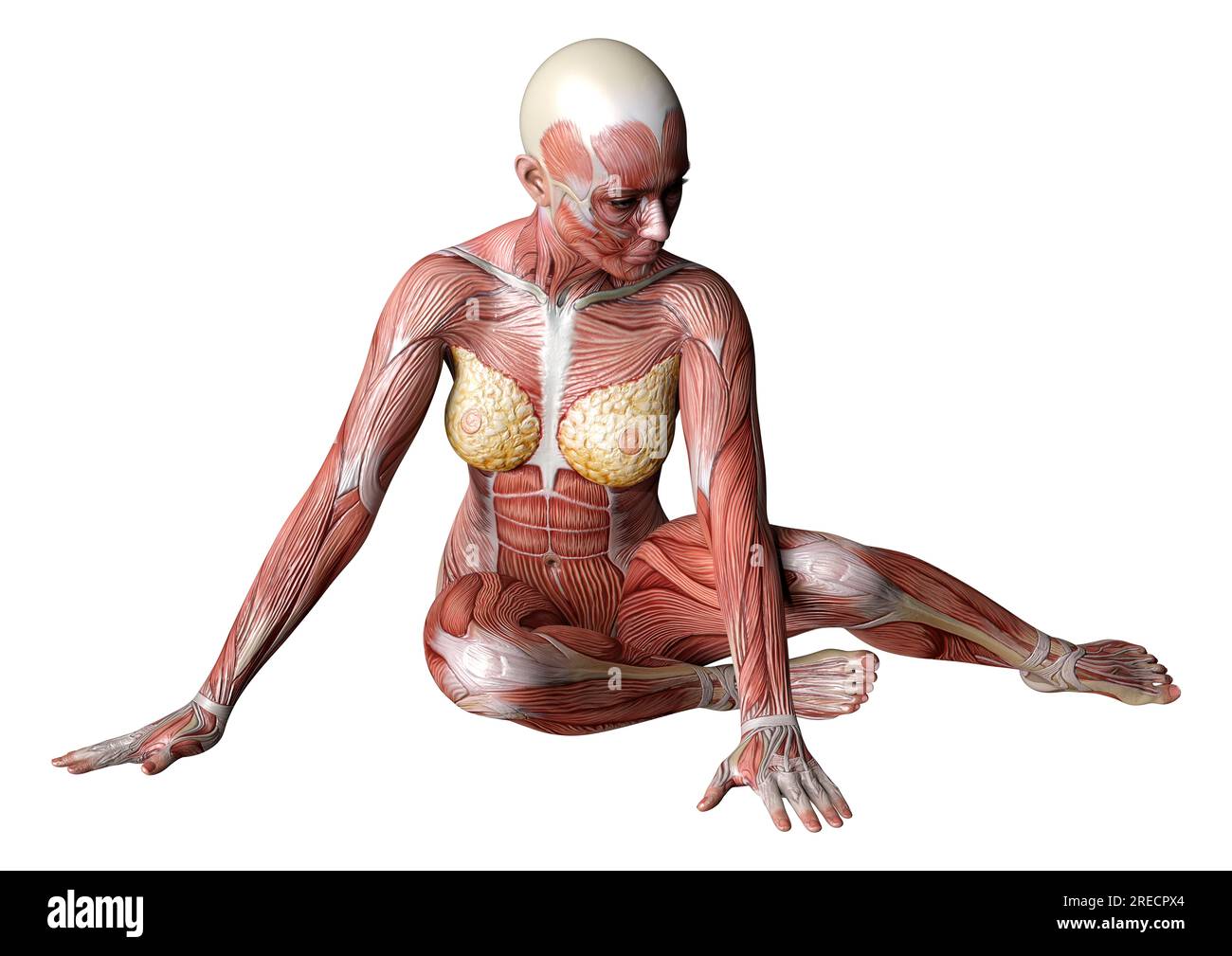 26,421 Muscle Anatomy Female Images, Stock Photos, 3D objects
