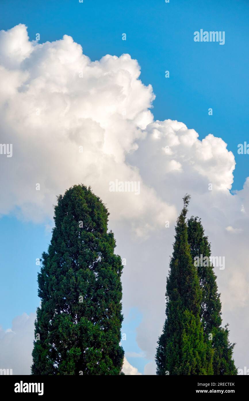 Canopy of a Mediterranean cypress (Cupressus sempervirens) Stock Photo