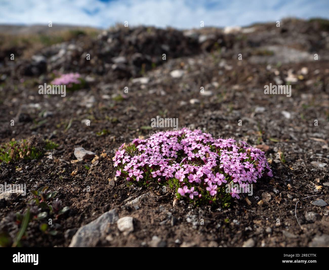 Moss Campion (Silene acaulis), also known as compass plant, in Spitsbergen, Svalbard, Norway Stock Photo