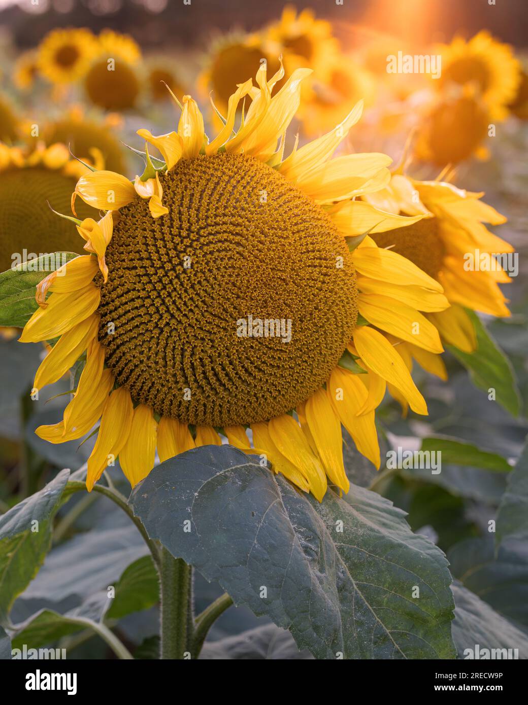 Sunflower (Helianthus annuus), close up of the flower head Stock Photo ...