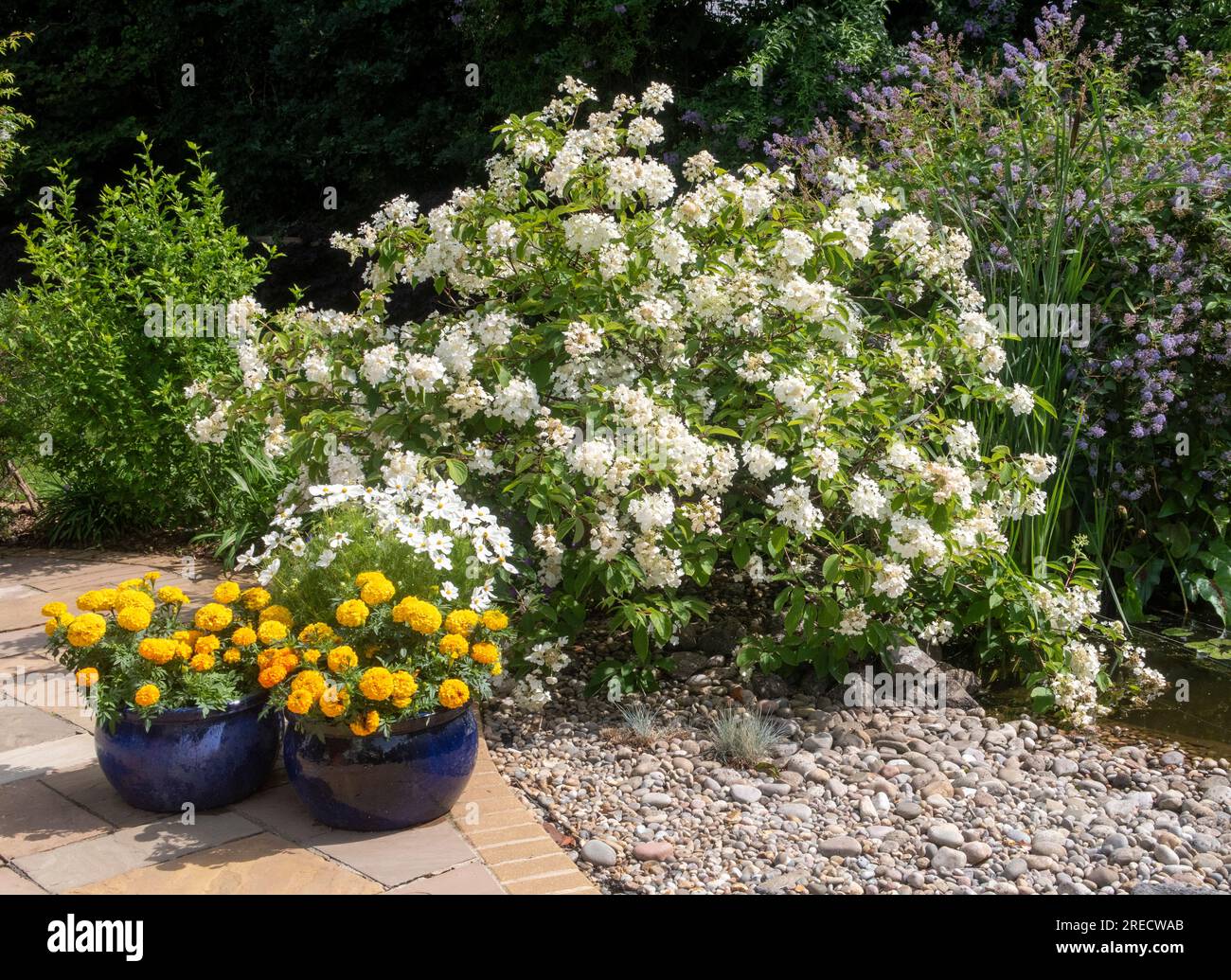 Hydrangea White Moth with pots of French Marigolds on a stone patio beside a garden pond in Devon Stock Photo