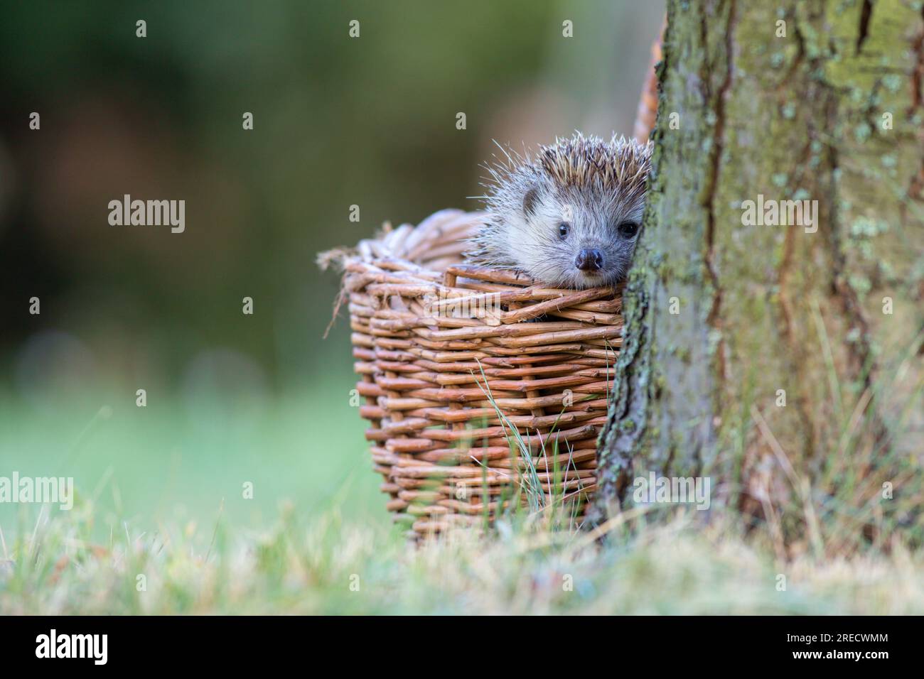 Northern white-breasted hedgehog (Erinaceus roumanicus) looking out of a wicker basket next to a tree Stock Photo