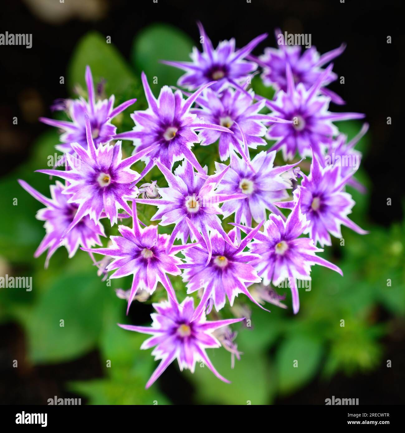 Closeup of bright purple phlox popstars in bloom. Stock Photo
