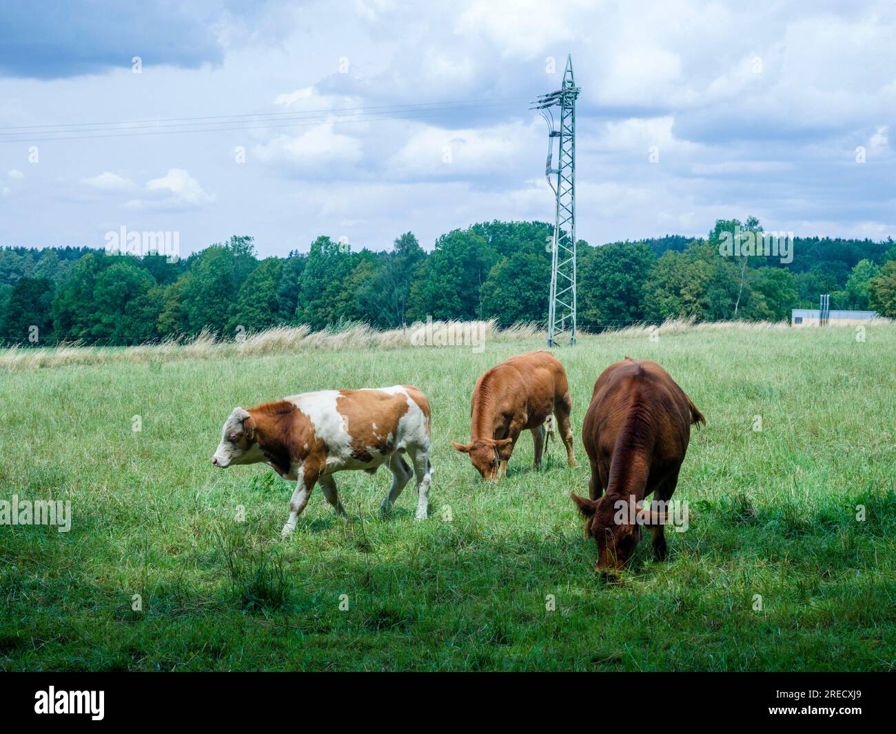 Cows on a meadow in Palatinate/Germany Stock Photo