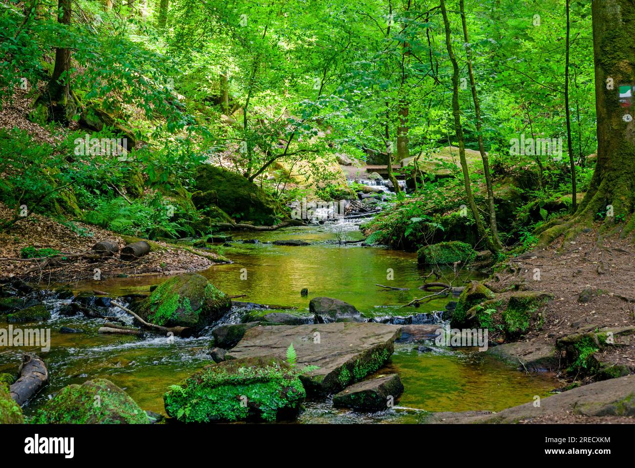 Karlstalschlucht gorge in the Palatine Forest near Kaiserslautern/Germany Stock Photo