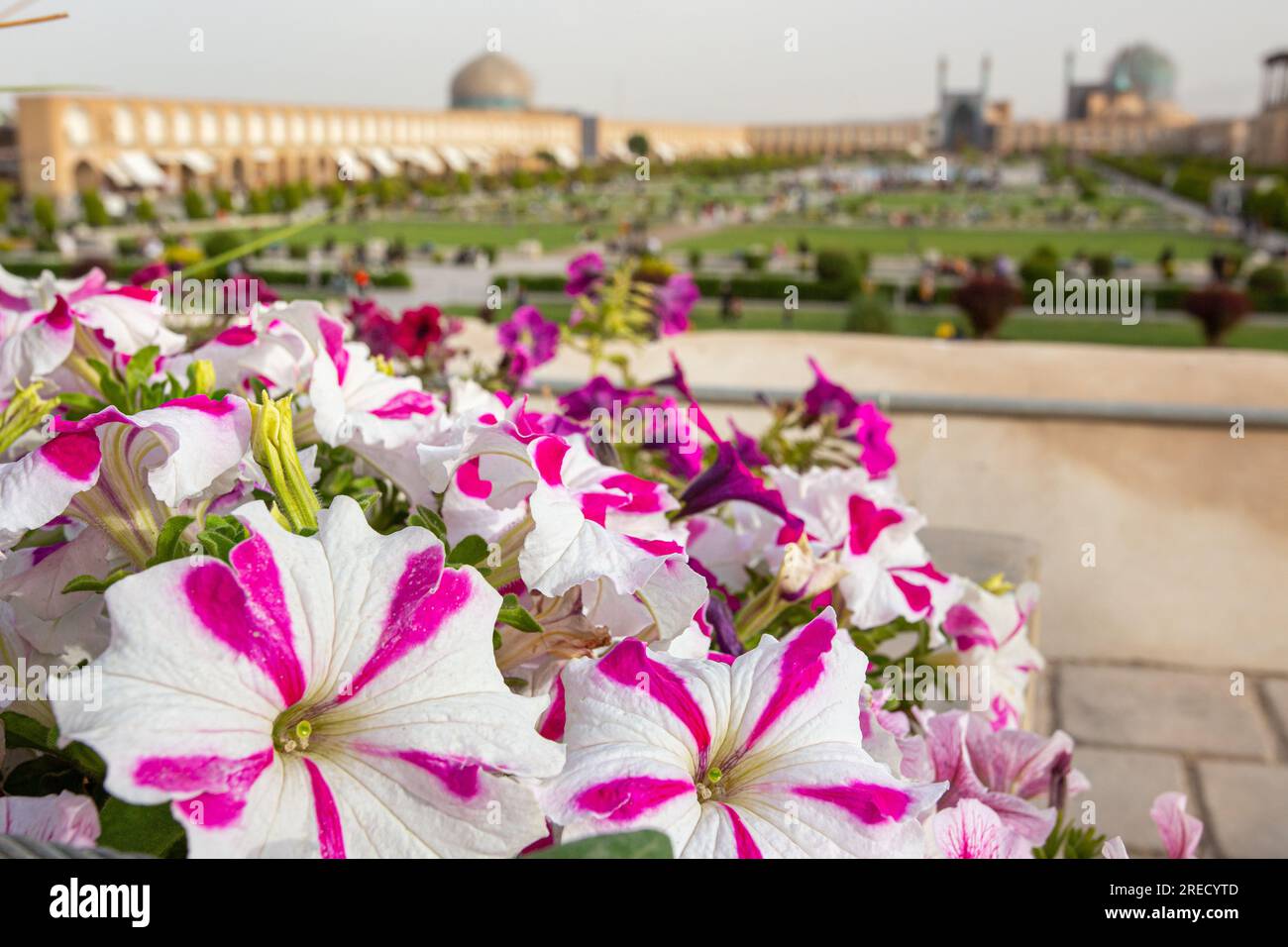 Petunia flowers bloom in Naqsh-e Jahan Square in Central Isfahan, Iran Stock Photo
