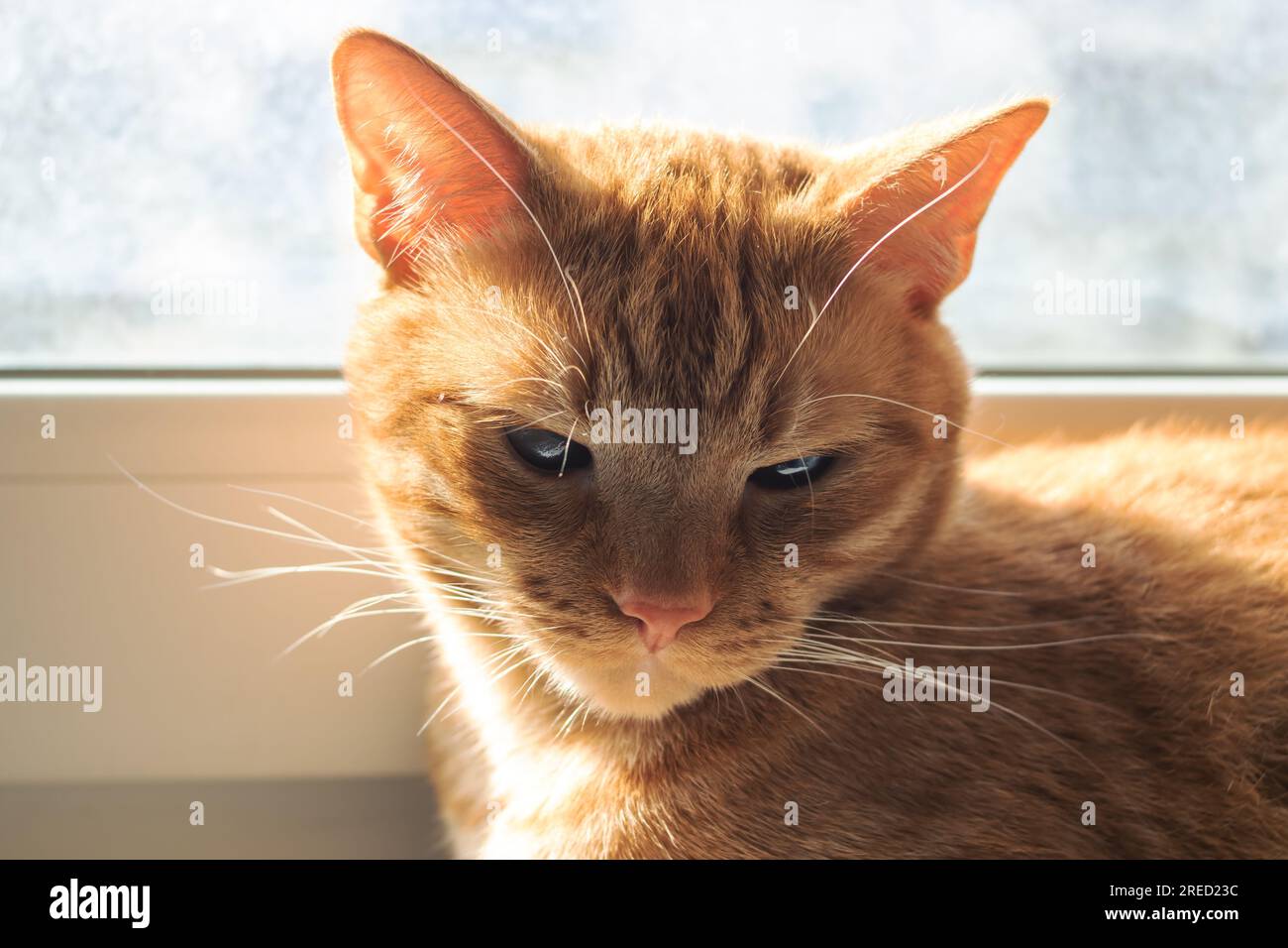 Cute ginger cat sleeping on a blanket in sunlight close up Stock Photo ...