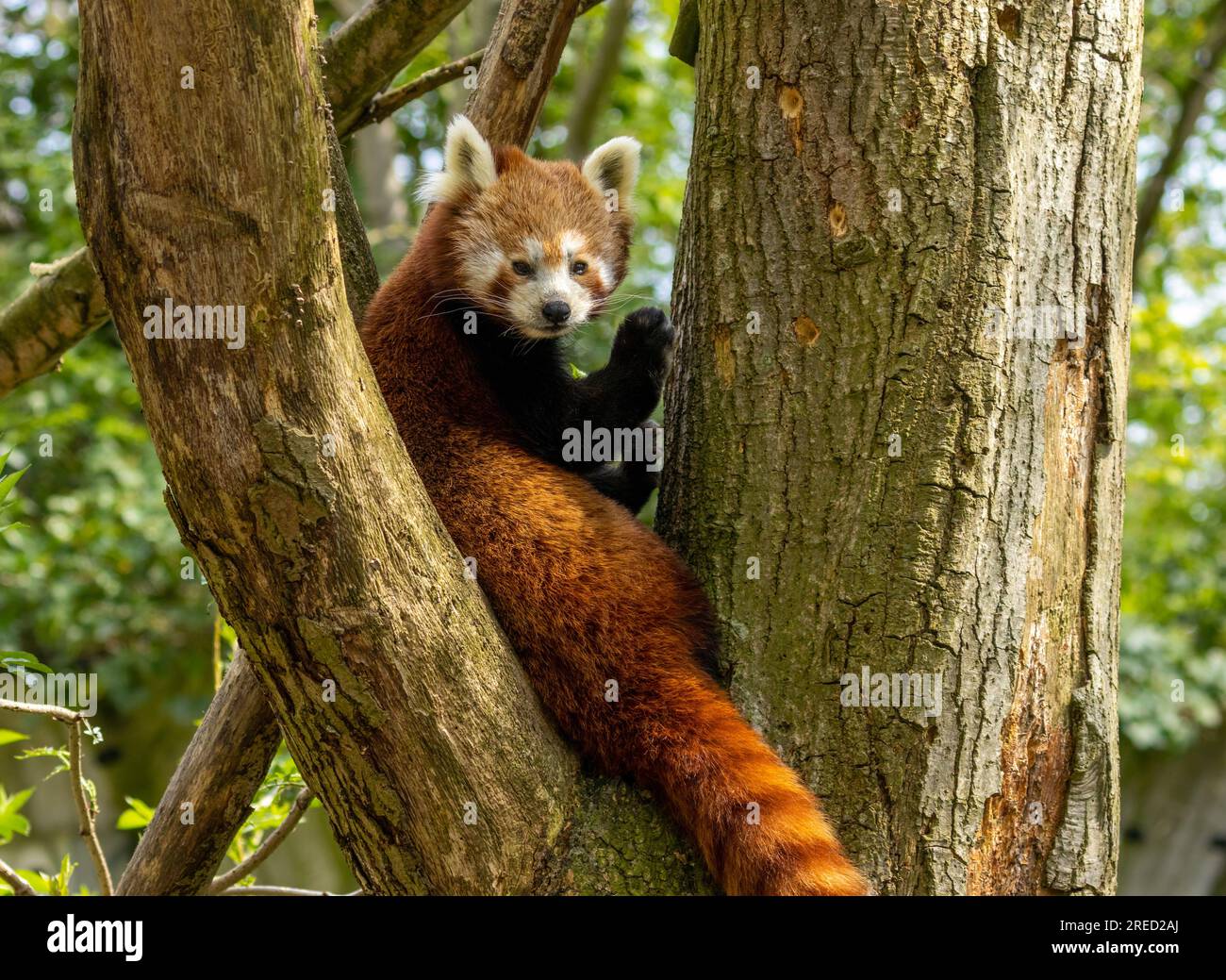 Red Panda in a tree Stock Photo - Alamy