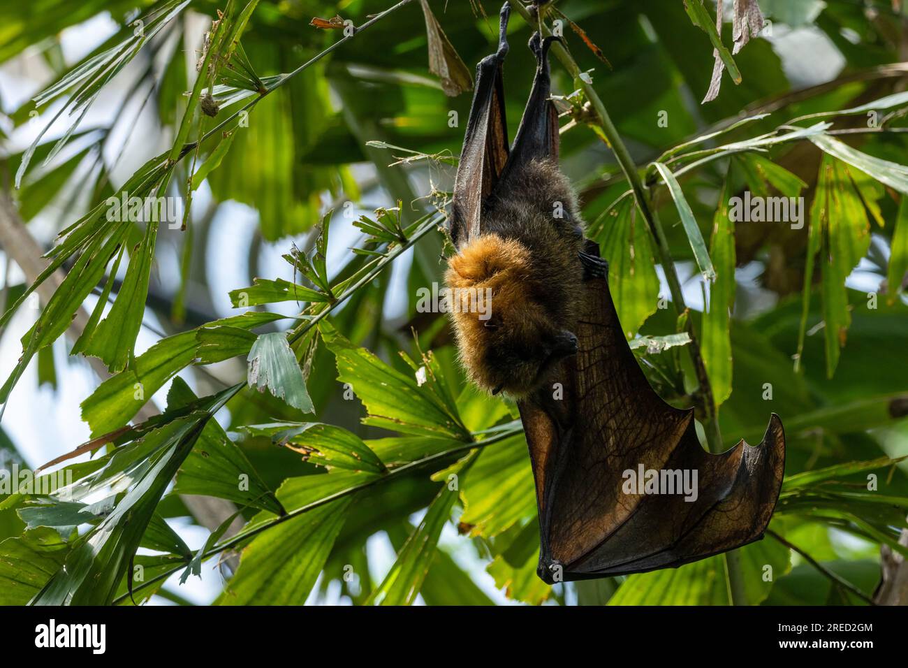 Giant bat hanging upside down from a tree with wing wrapped around body sleeping Stock Photo