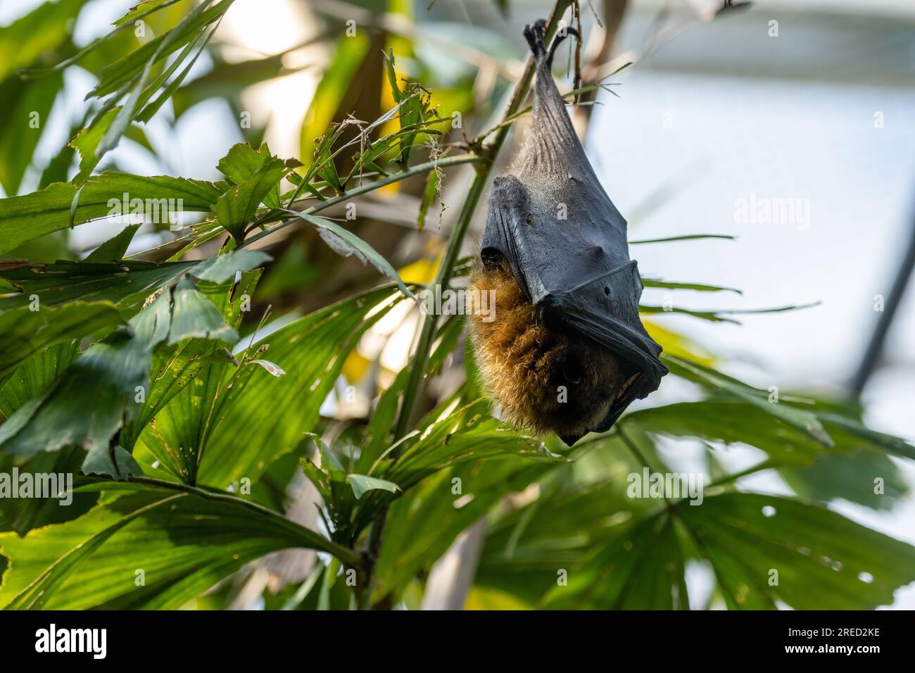 Giant bat hanging upside down from a tree with wing wrapped around body sleeping Stock Photo