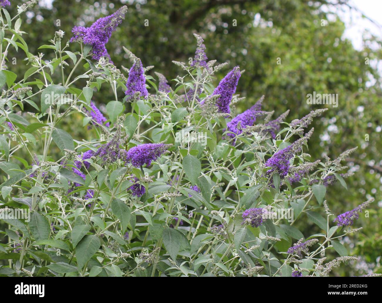 The flowers of Buddleja 'Lochinch' Stock Photo