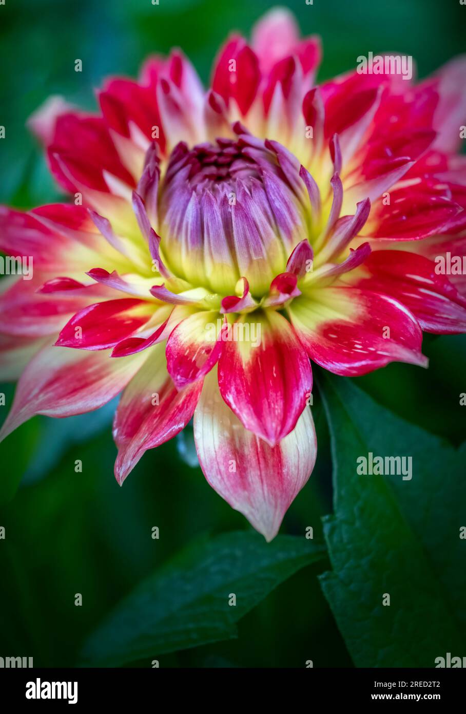 A red and yellow Dahlia flower, covered in raindrops Stock