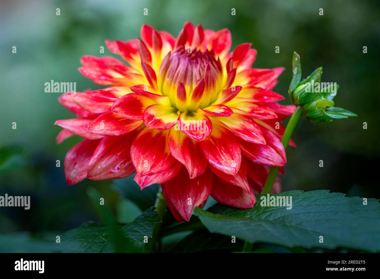 A red and yellow Dahlia flower, covered in raindrops Stock