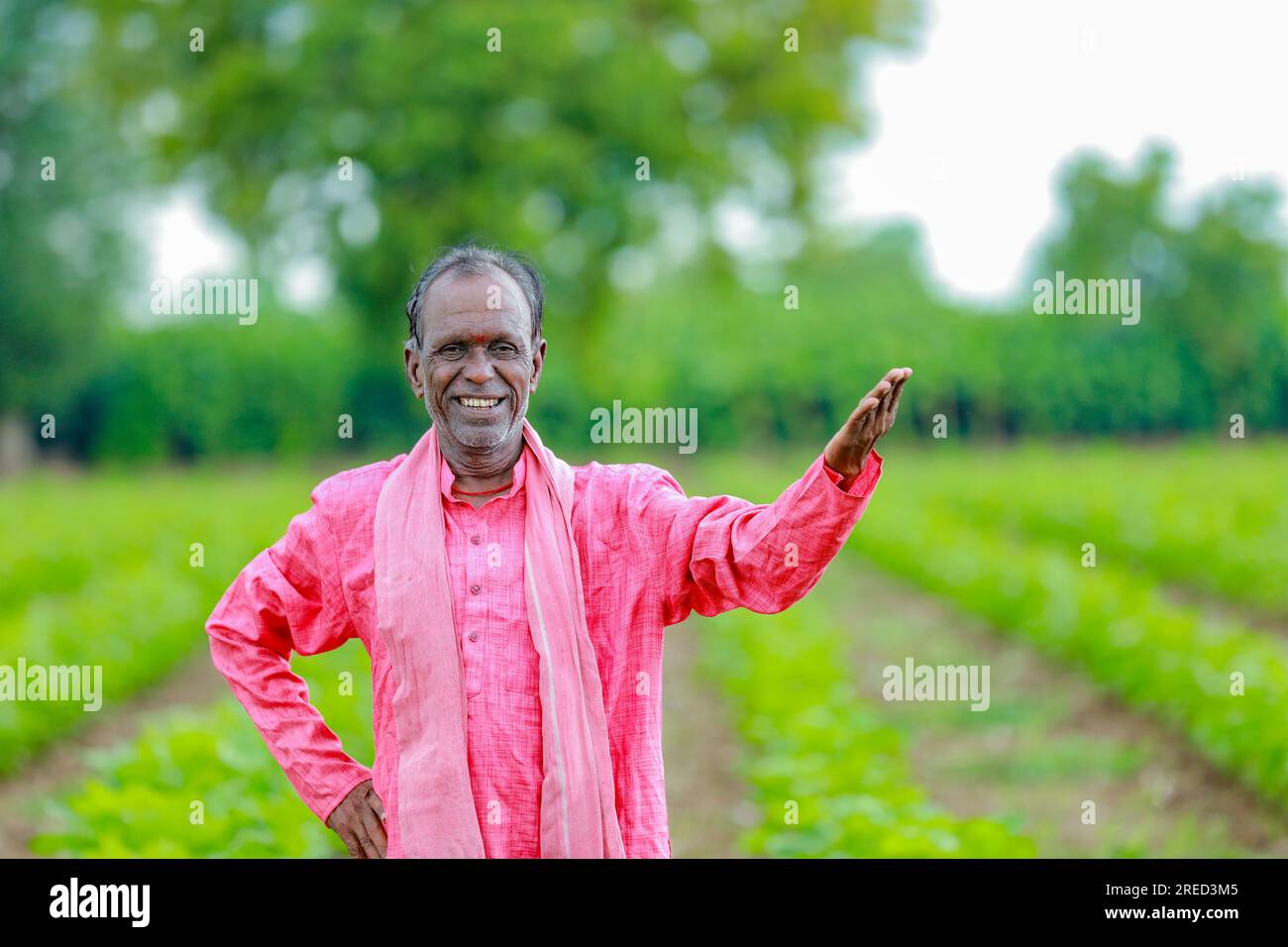 Indian farmer showing cotton tree in cotton farm , happy farmer Stock