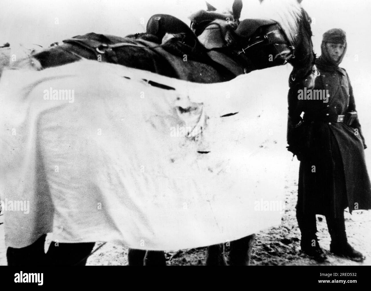 German soldier with horses with cloths wrapped around them to camouflage them from the white snow. Photo: Farmer [automated translation] Stock Photo