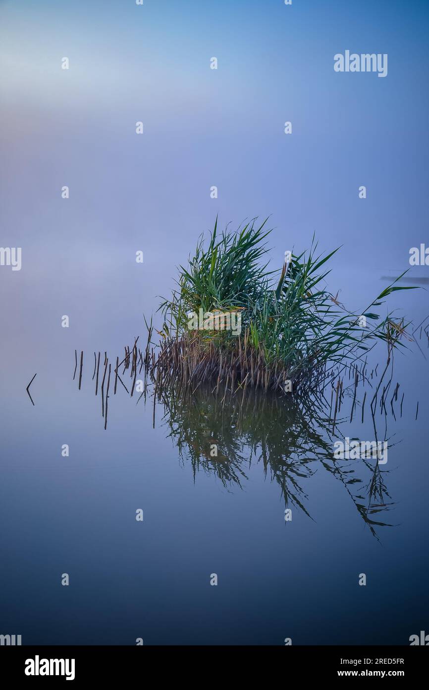 Reed beds near the lake in the early morning. Reflection on the water