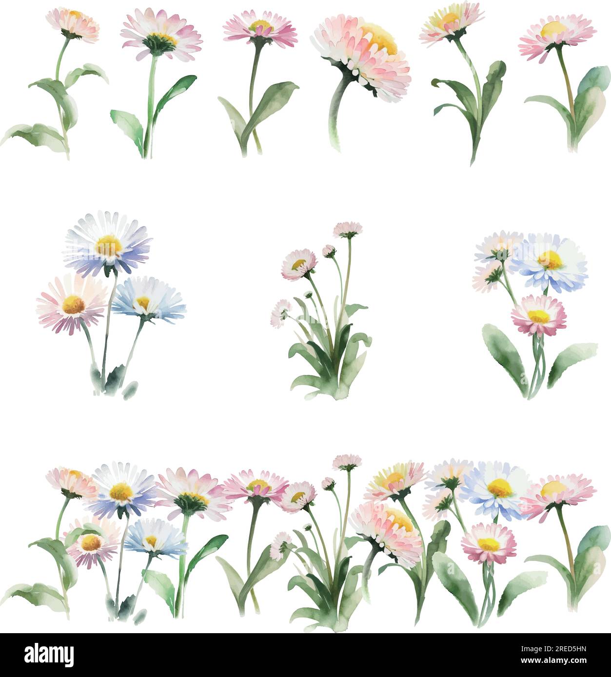 bellis perennis.Watercolor flowers set. Hand drawn illustration isolated on white background Stock Vector