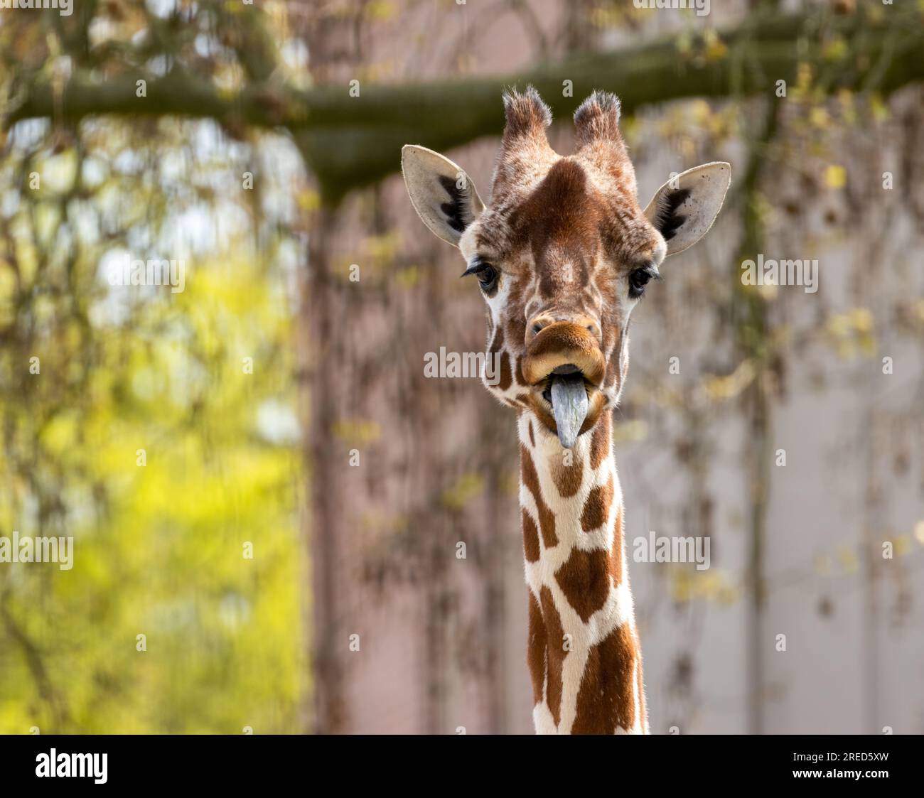 Giraffe pulling funny faces and sticking long tongue out Stock Photo