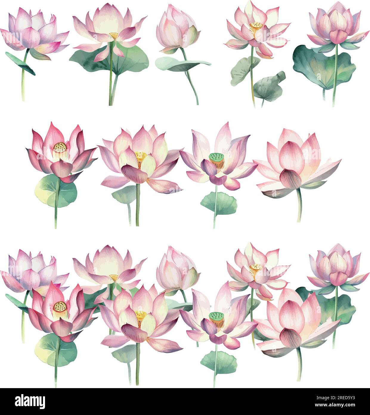 Nelumbo nucifera.Watercolor lotus flowers set isolated on white background. Vector illustration. Stock Vector