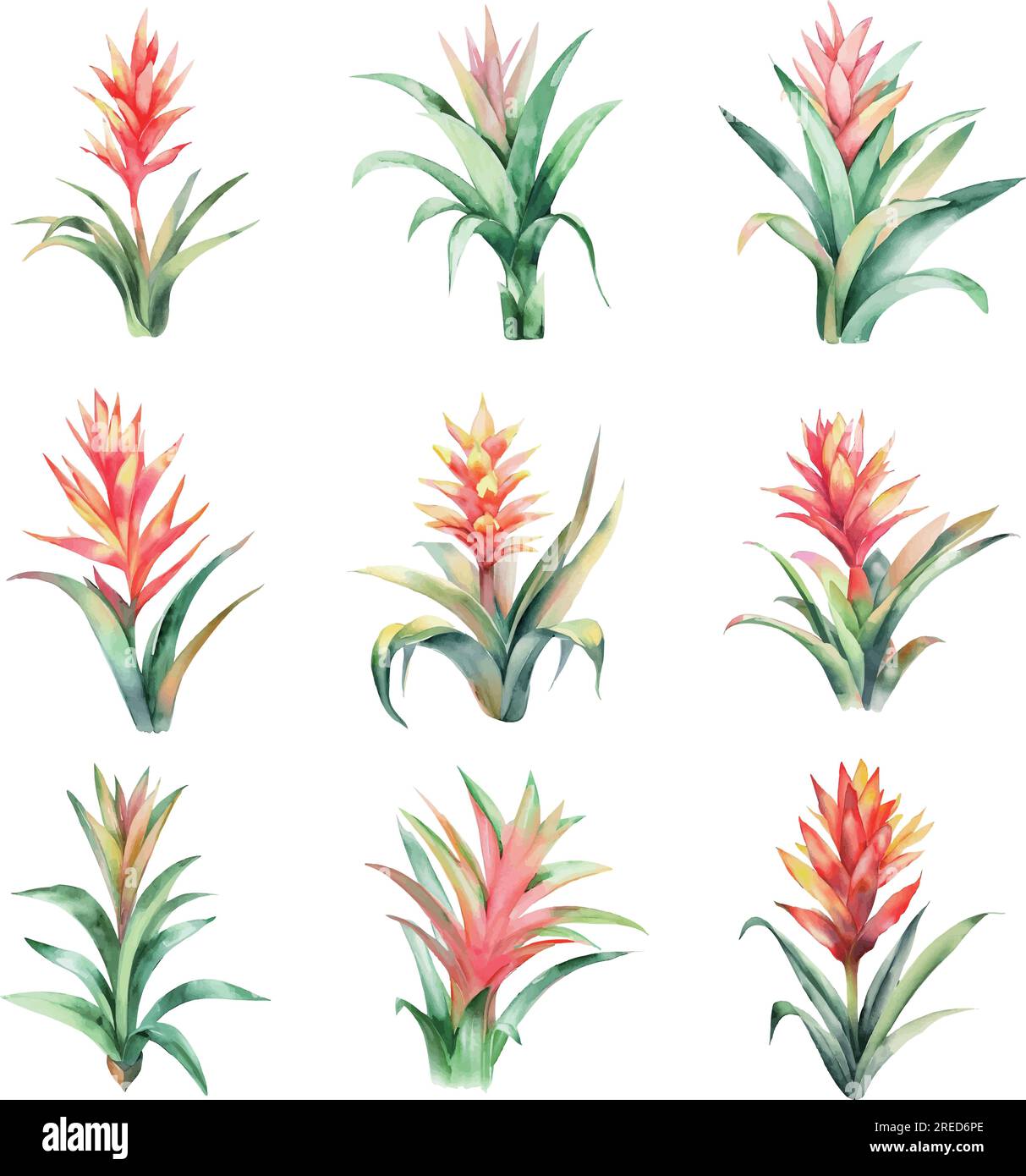 Guzmania.Set of watercolor bromeliad tropical flowers. Hand drawn illustration isolated on white background Stock Vector