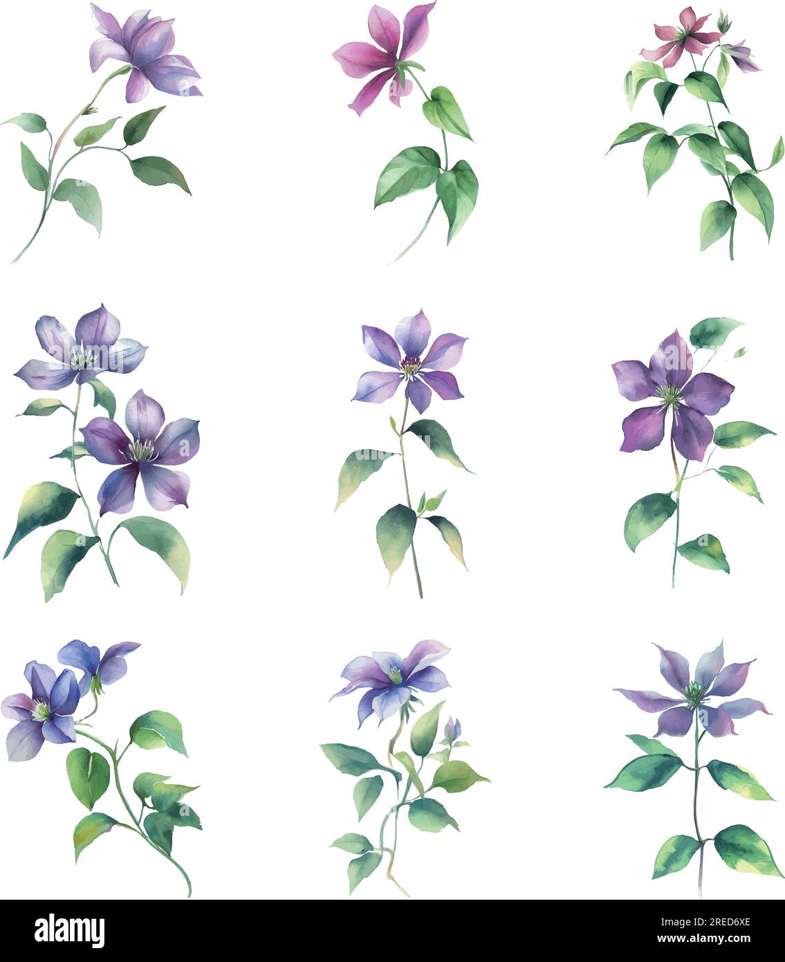 Clematis.Watercolor illustration of a bouquet of clematis flowers. Stock Vector