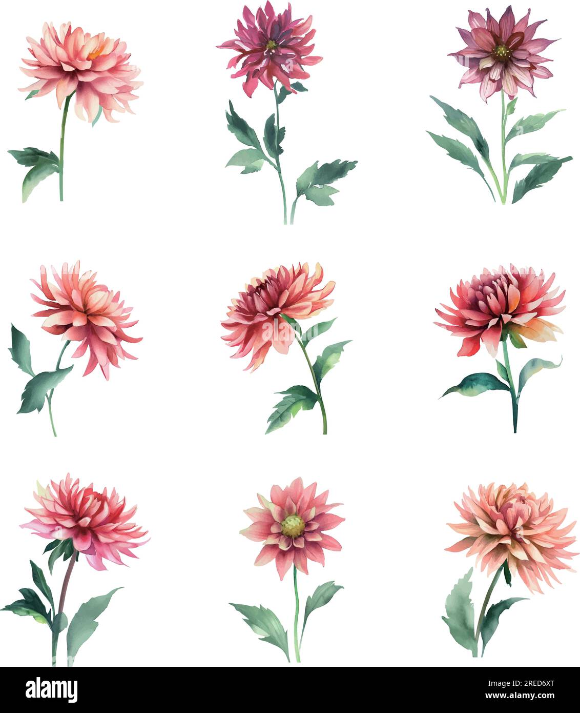 Watercolor dahlia flowers set. Hand painted illustration isolated on ...