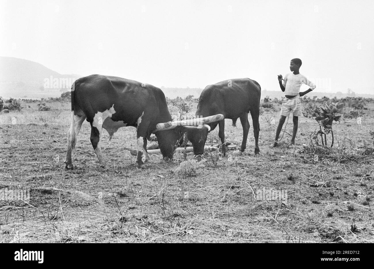 Angola, Huambo, 27/09/1992 Archive: 36-80-14 Parliamentary elections Photo: young man with his cows [automated translation] Stock Photo