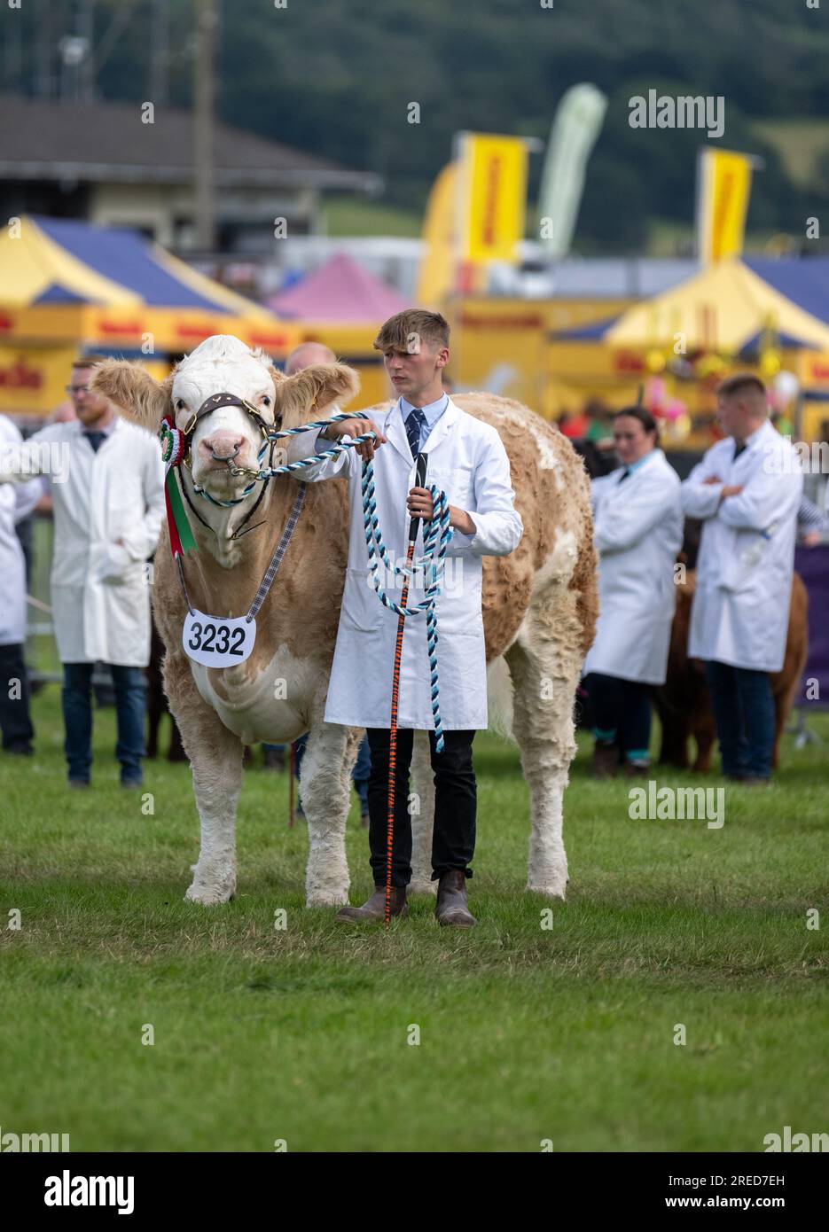 Showing cattle at the Royal Welsh show held annually at Builth Wells, Wales, UK. Stock Photo