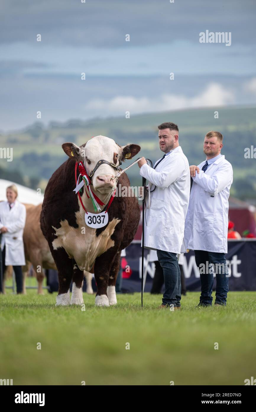 Showing cattle at the Royal Welsh show held annually at Builth Wells, Wales, UK. Stock Photo