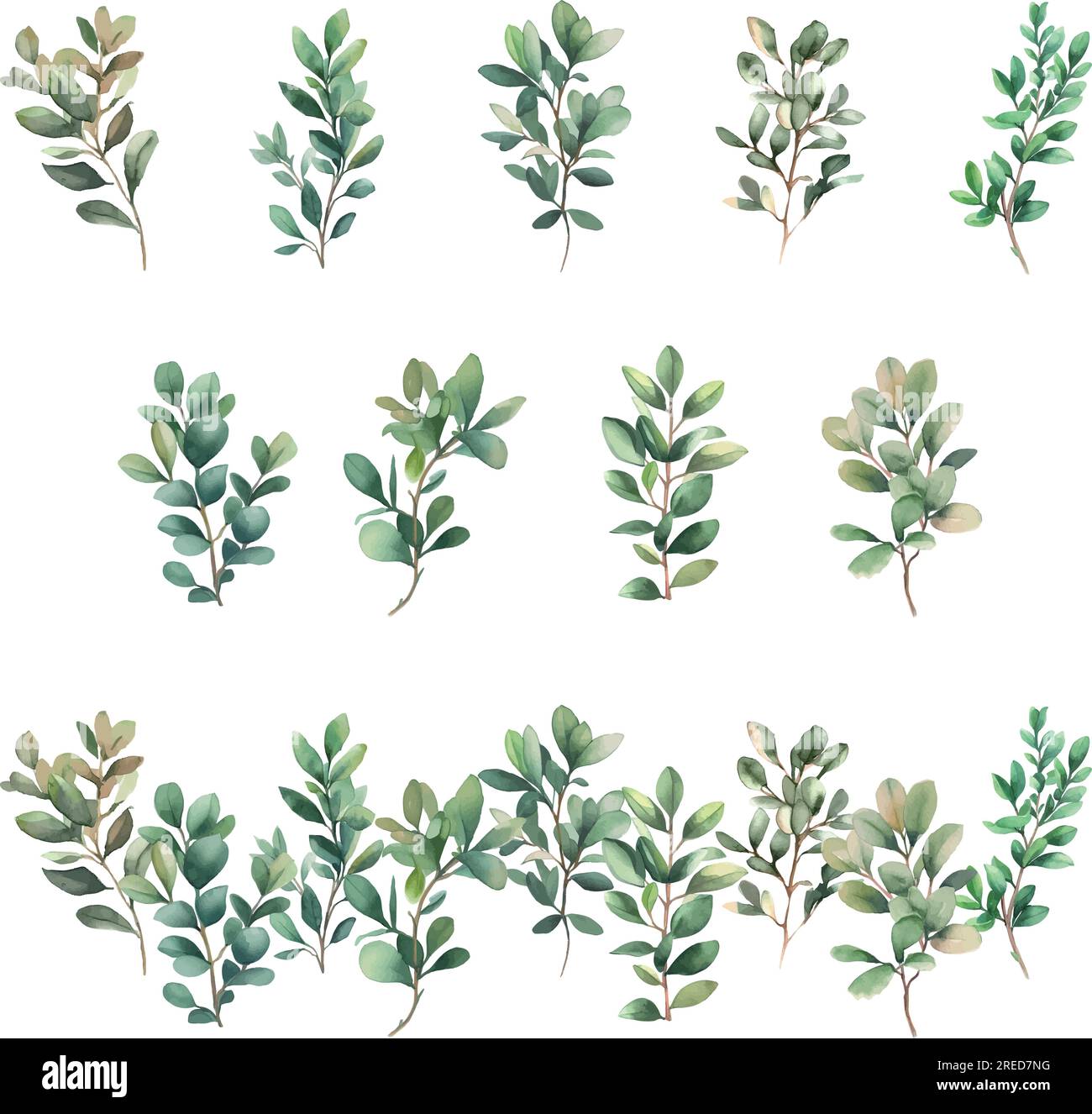 Boxwood Vector Boxwood.Watercolor set of green branches and leaves. Hand painted ...