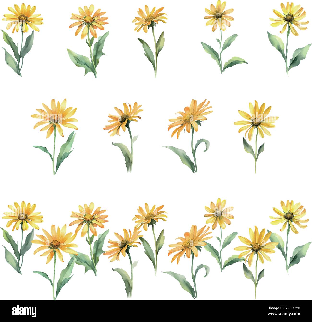 Arnica.Watercolor daisy flowers set. Hand drawn illustration isolated ...