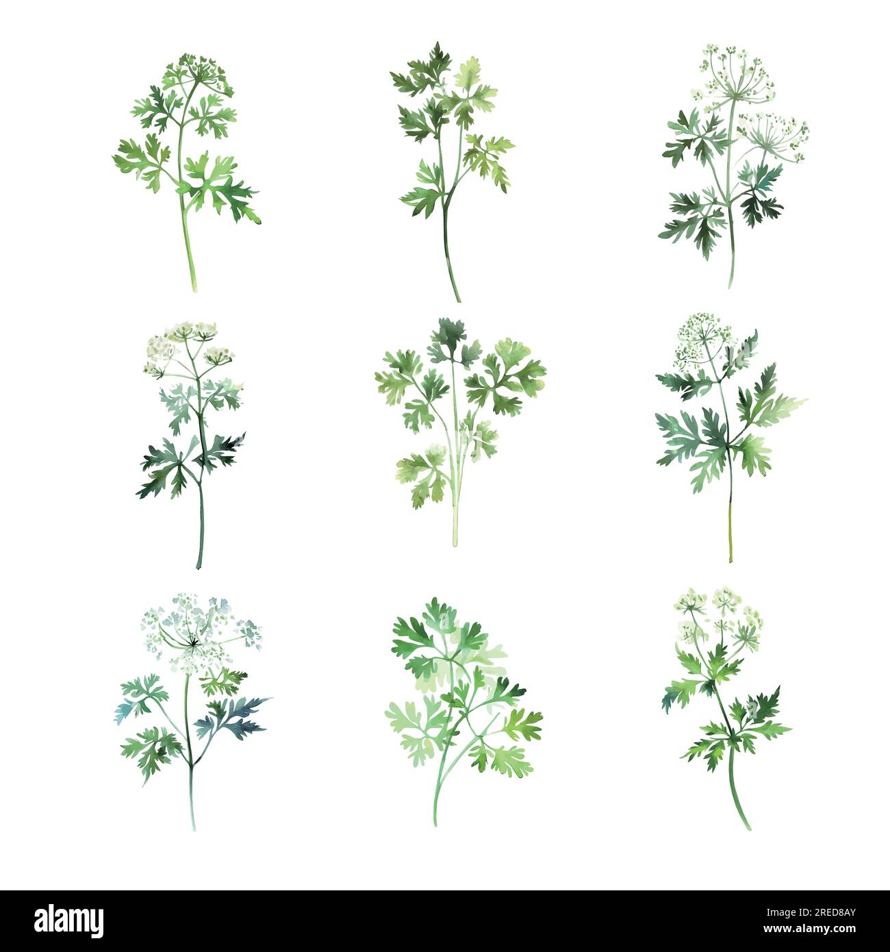 chervil.Set of vector watercolor parsley isolated on white background. Hand drawn illustration. Stock Vector