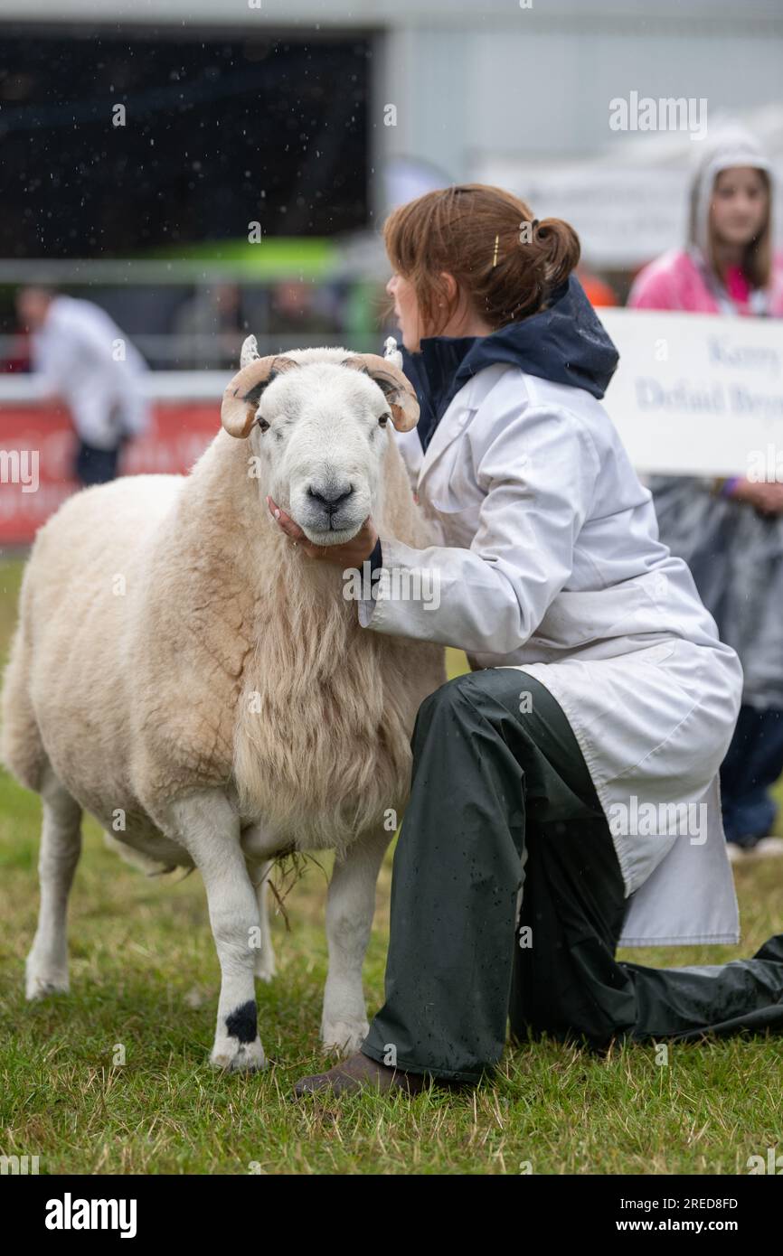 Farmers showing their sheep in the rain at the Royal Welsh Show 2023. Stock Photo