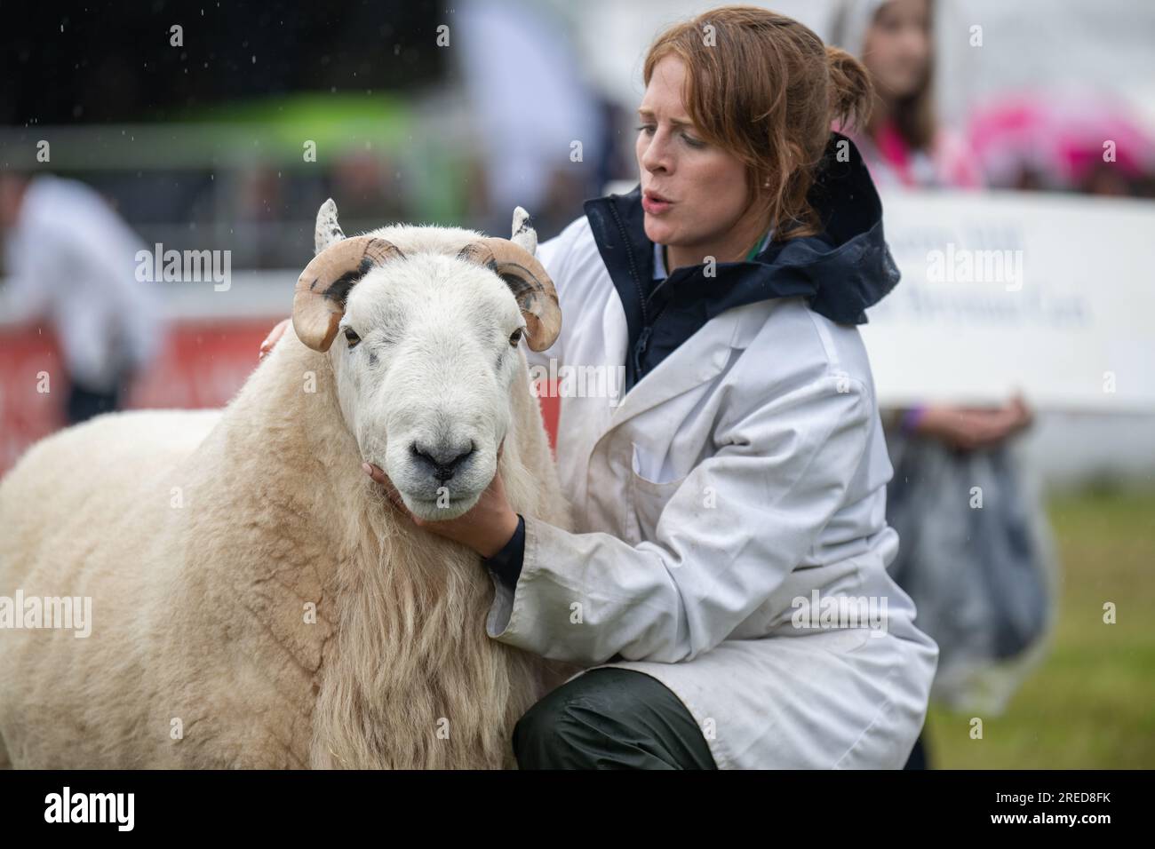 Farmers showing their sheep in the rain at the Royal Welsh Show 2023. Stock Photo