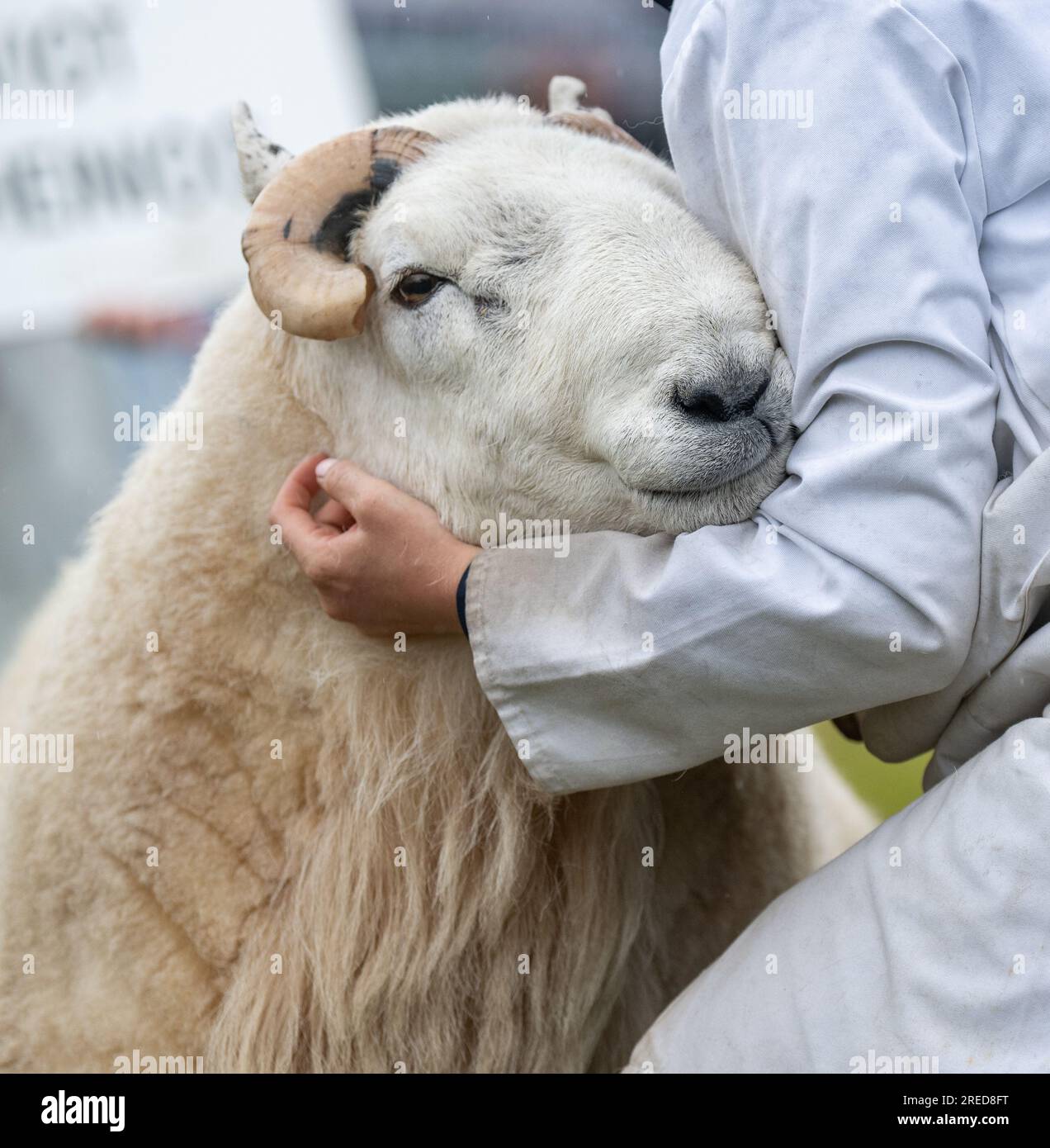 Farmers showing their sheep in the rain at the Royal Welsh Show 2023. Stock Photo