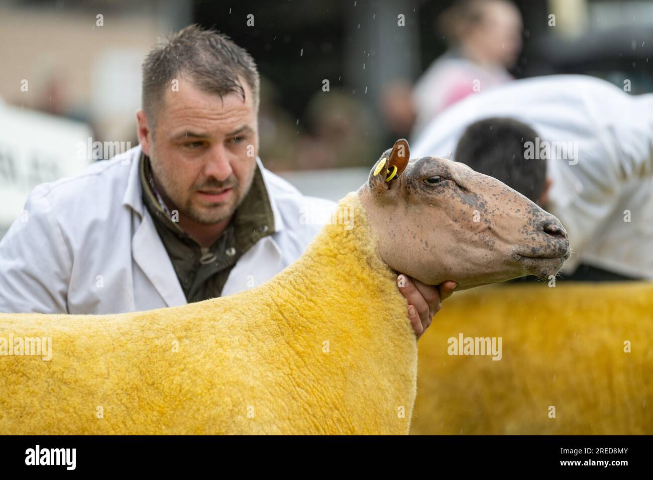 Farmers showing their sheep in the rain at the Royal Welsh Show 2023. Stock Photo