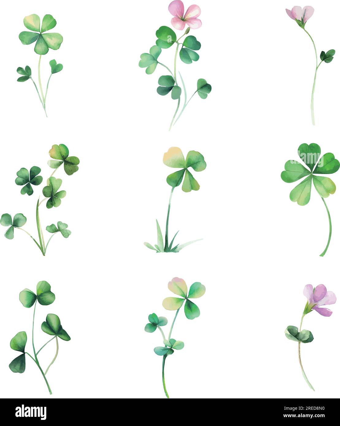 Oxalis microphylla.Set of watercolor clover leaves isolated on white background. Vector illustration. Stock Vector